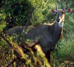 Sika deer hunting preserves