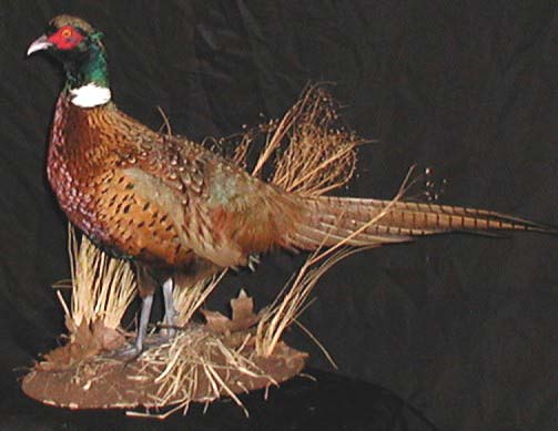 Ringneck+pheasant+taxidermy