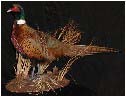 pheasant1tmb.jpg