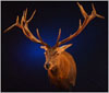 red stag taxidermy