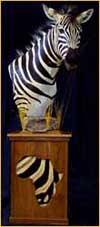 zebra taxidermy