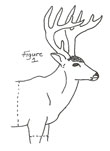 how to cape deer